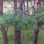 Sunny Pines *