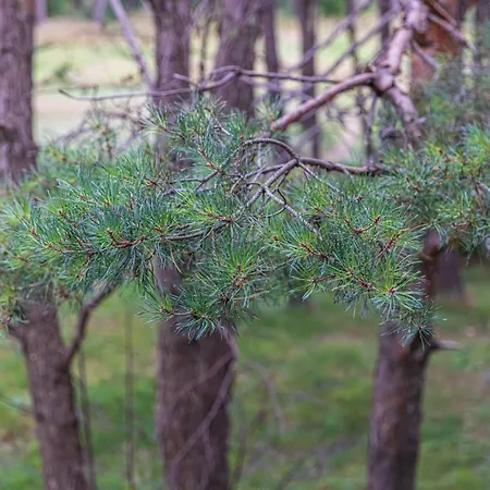 Sunny Pines *