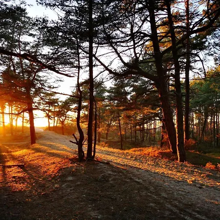 Sunny Pines